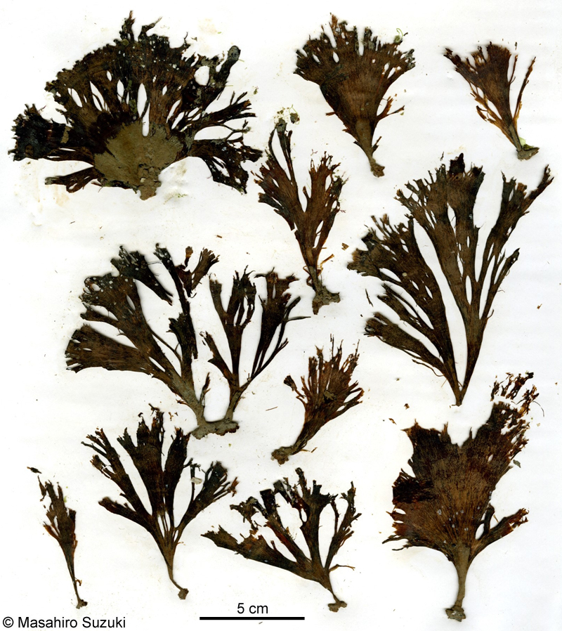 ウミウチワ Padina arborescens