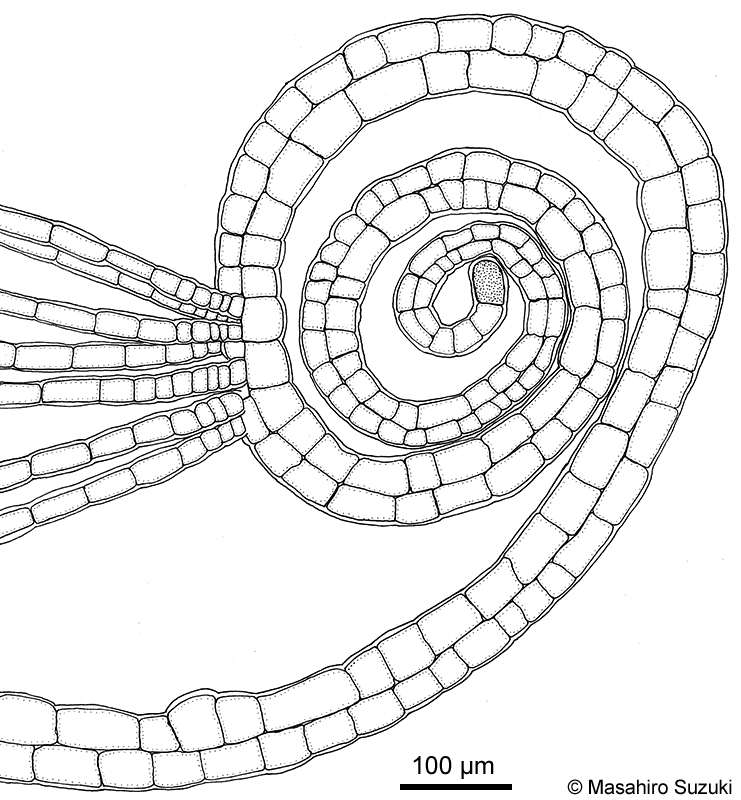 コナウミウチワ Padina crassa