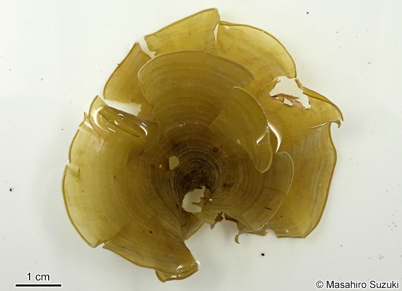 コナウミウチワ Padina crassa