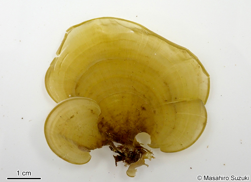 コナウミウチワ Padina crassa