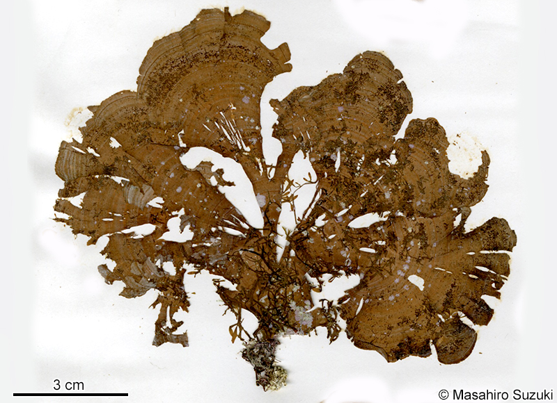コナウミウチワ Padina crassa