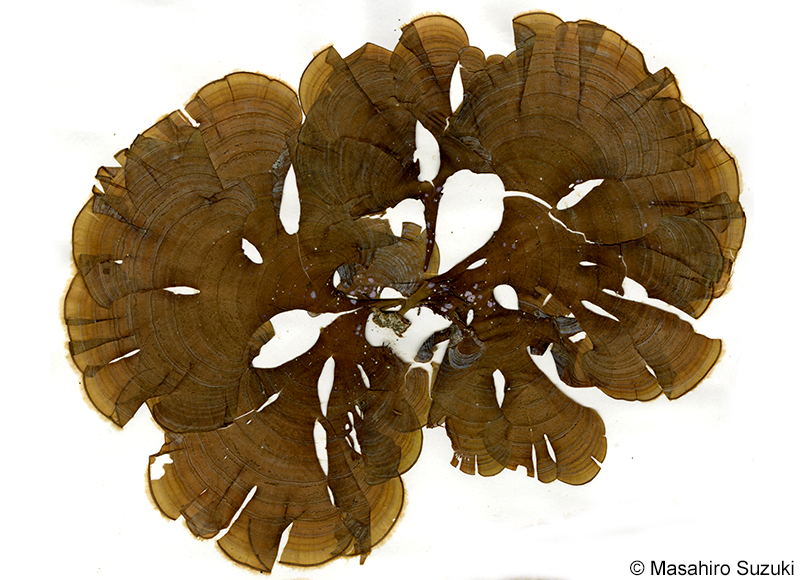 コナウミウチワ Padina crassa