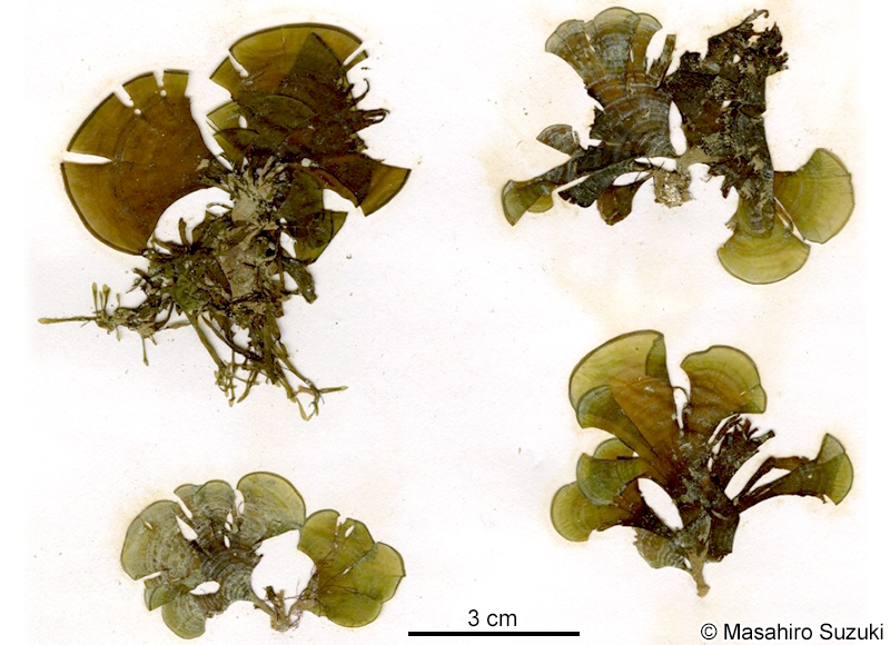 コナウミウチワ Padina crassa