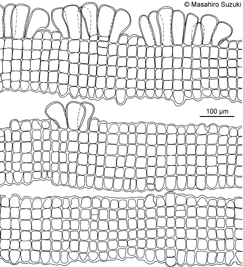 コナウミウチワ Padina crassa