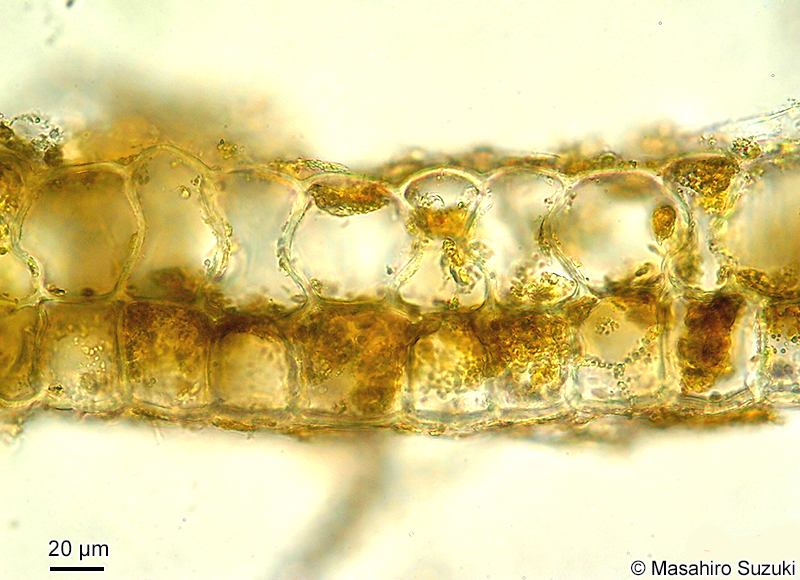 オキナウチワの横断面