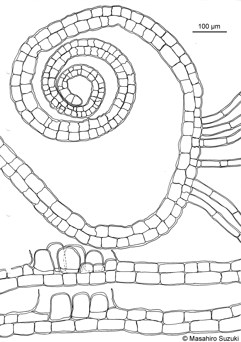 オキナウチワ Padina japonica