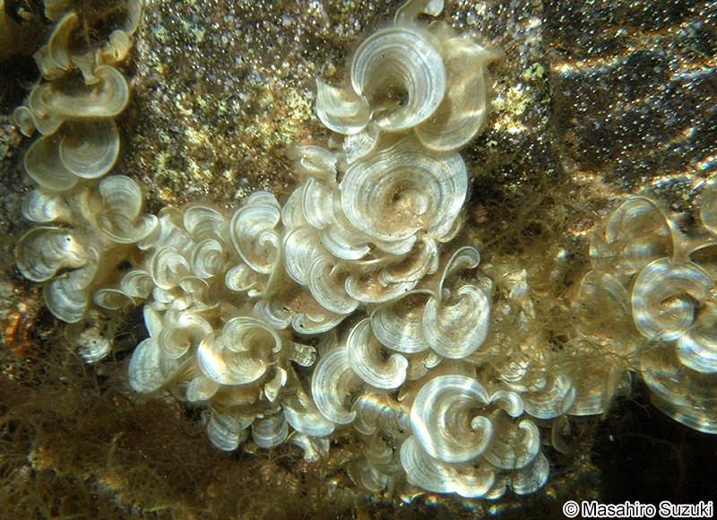 オキナウチワ Padina japonica