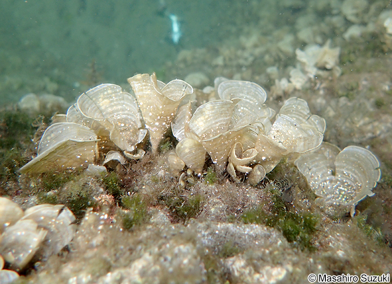 オキナウチワ Padina japonica