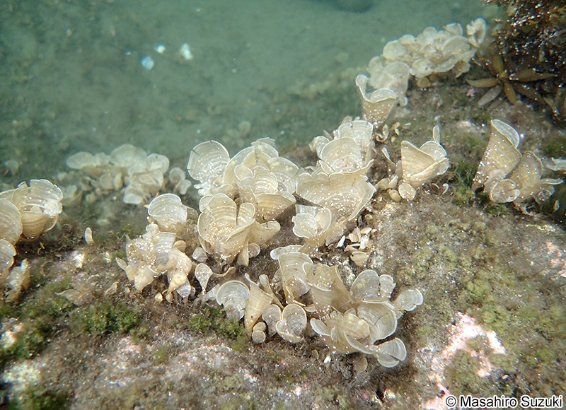 オキナウチワ Padina japonica