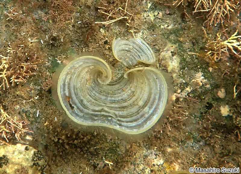 オキナウチワ Padina japonica