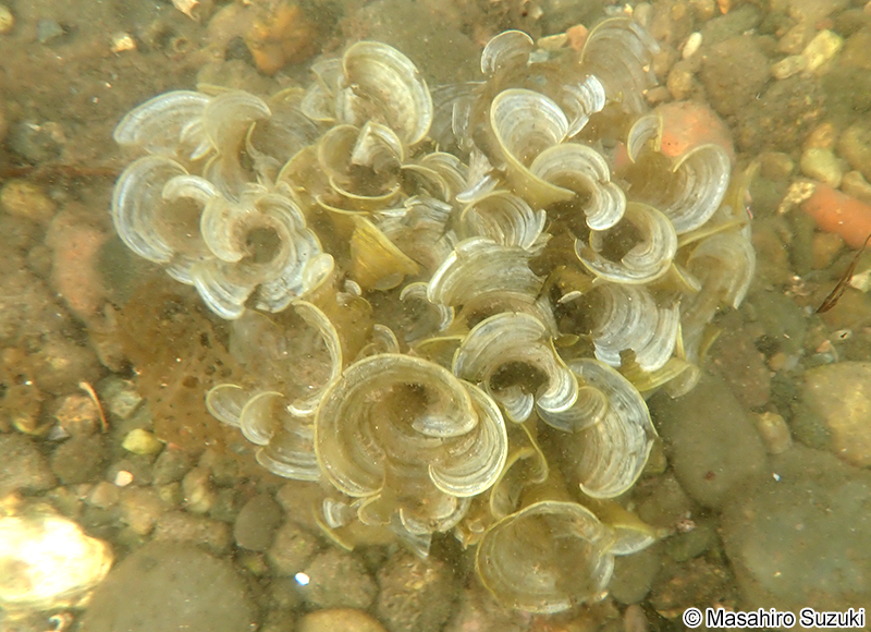オキナウチワ Padina japonica