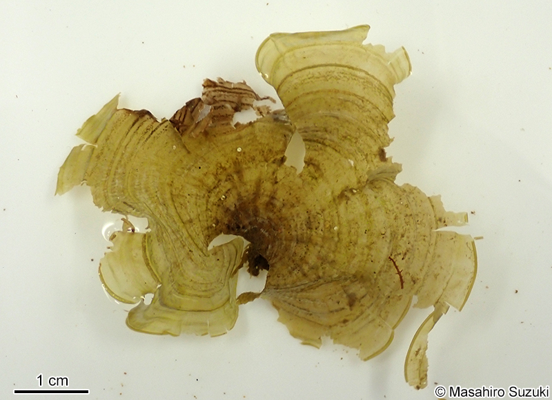 オキナウチワ Padina japonica