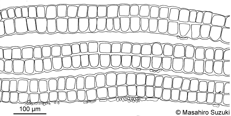 オキナウチワ Padina japonica