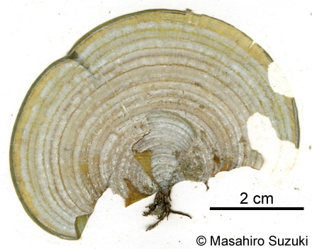 オキナウチワ Padina japonica