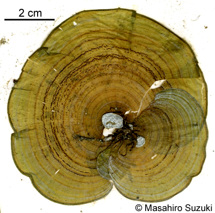 オキナウチワ Padina japonica
