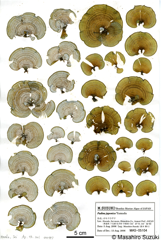 オキナウチワ Padina japonica