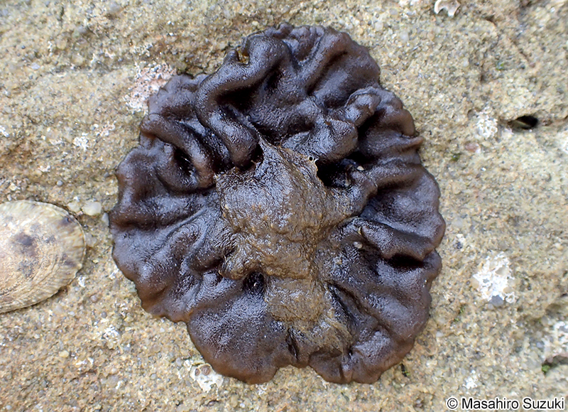 シワノカワ Petrospongium rugosum