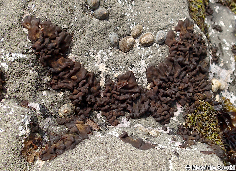 シワノカワ Petrospongium rugosum