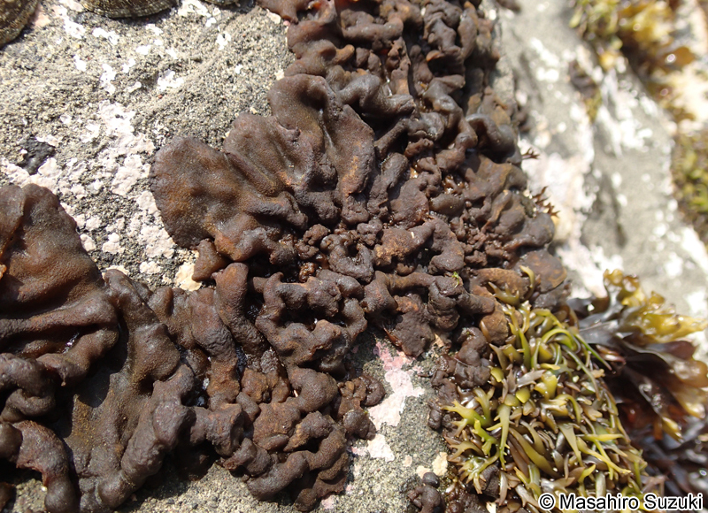 シワノカワ Petrospongium rugosum