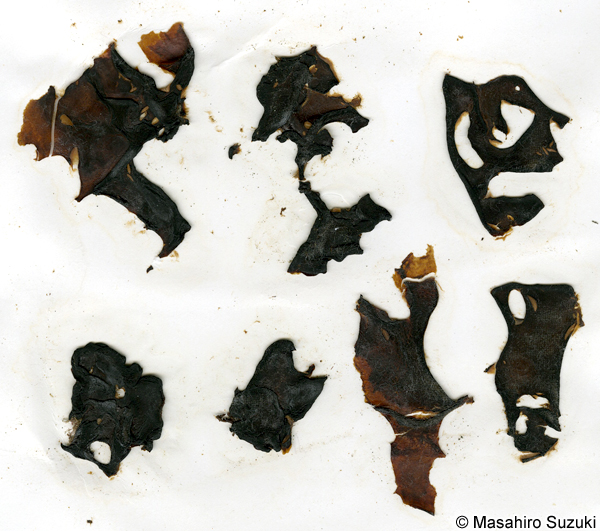 シワノカワ Petrospongium rugosum