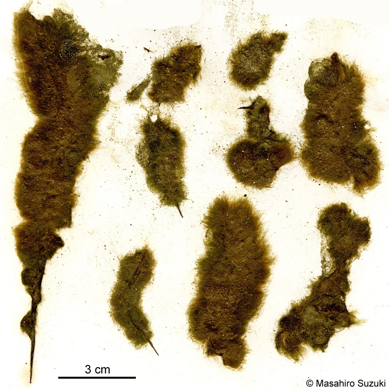 キタシオミドロ Polytretus reinboldii