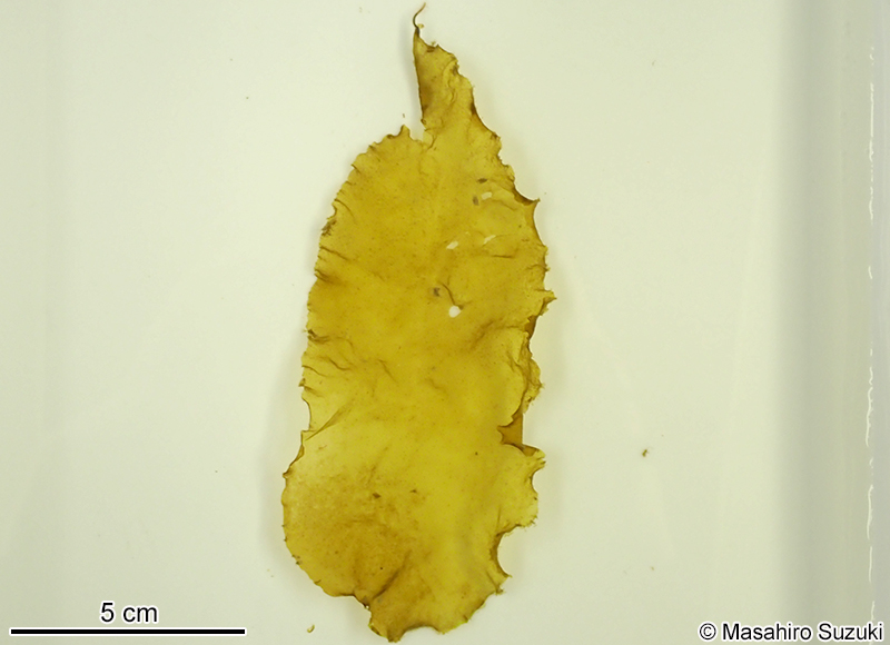 ハバモドキ属の1種 Punctaria sp.