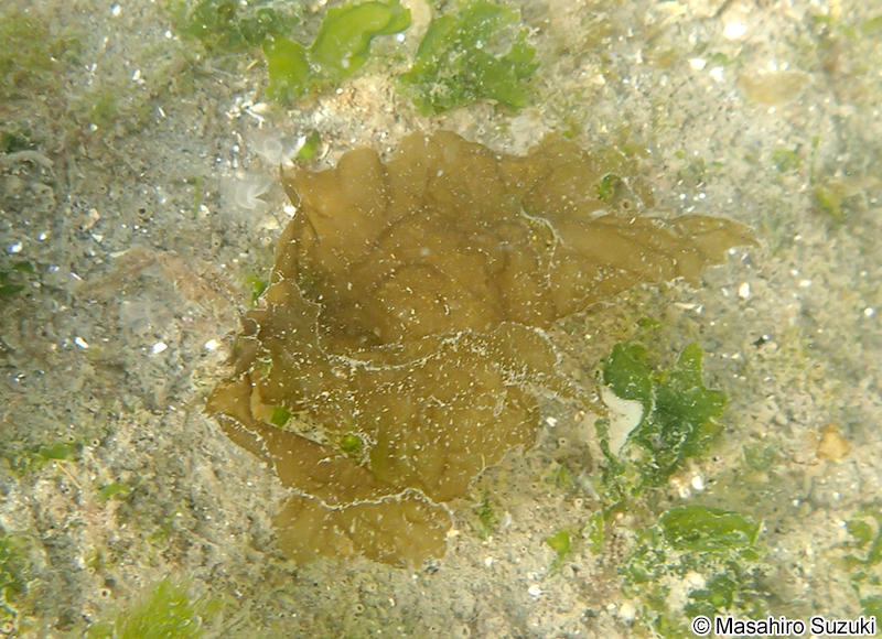 ハバモドキ属の1種 Punctaria sp.