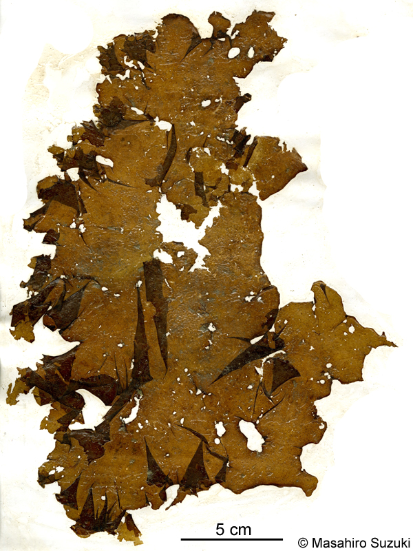 オオバハバモドキ？