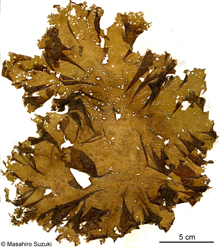 オオバハバモドキ？