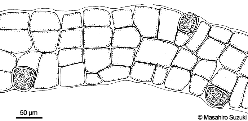 単子嚢を付けた体の横断面のスケッチ