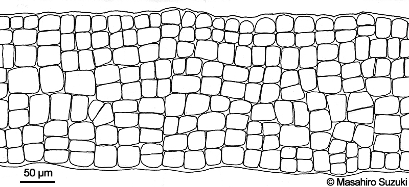 体の横断面のスケッチ