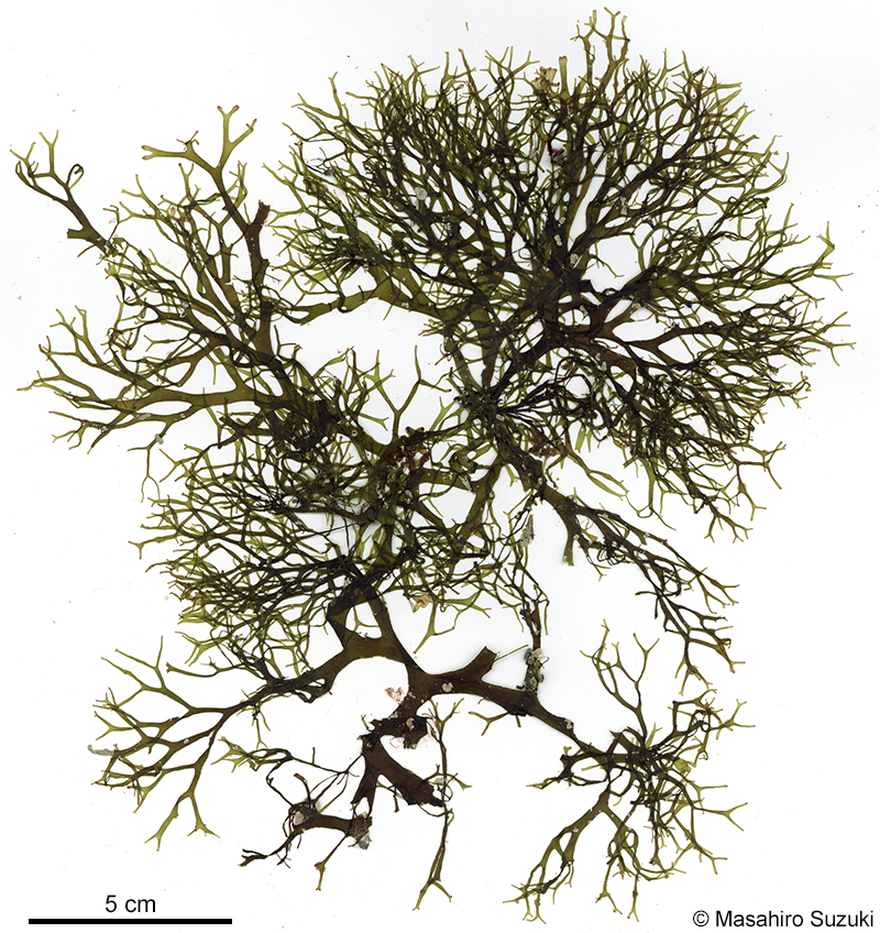 フクリンアミジ Rugulopteryx okamurae