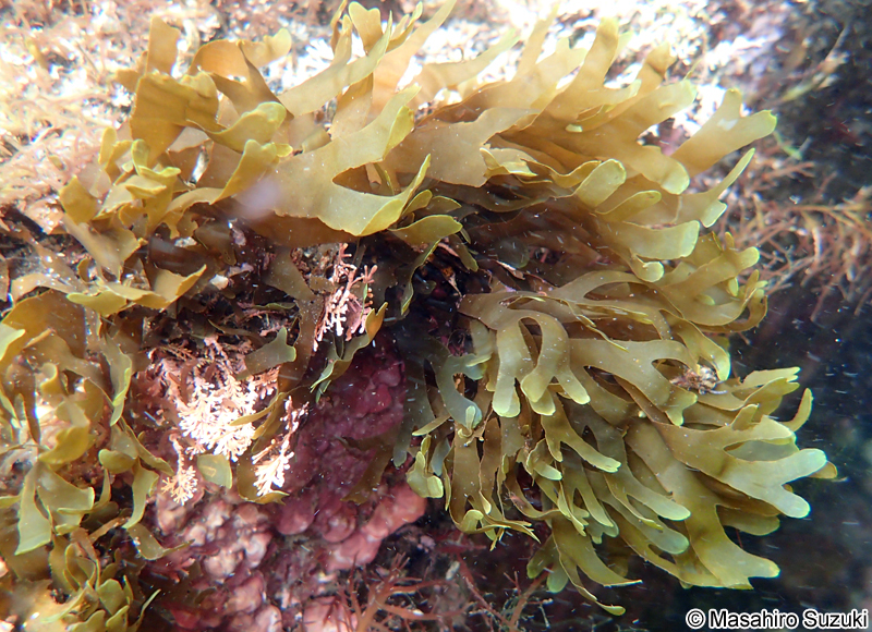 フクリンアミジ Rugulopteryx okamurae