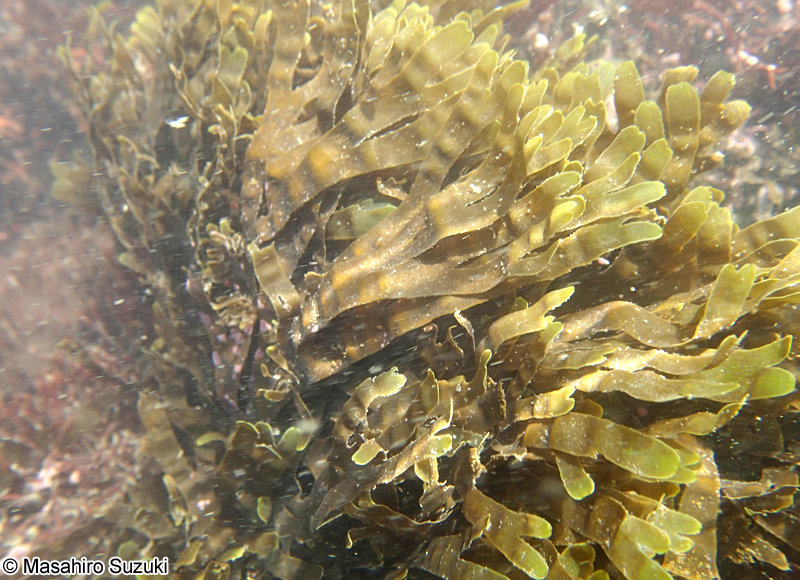 フクリンアミジ Rugulopteryx okamurae