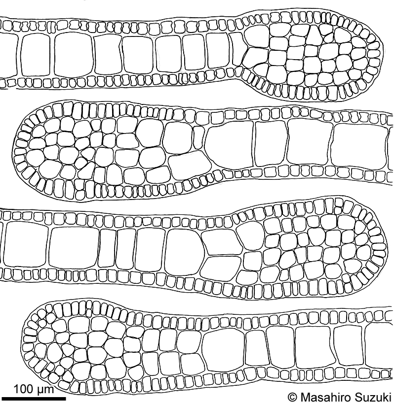 フクリンアミジ Rugulopteryx okamurae