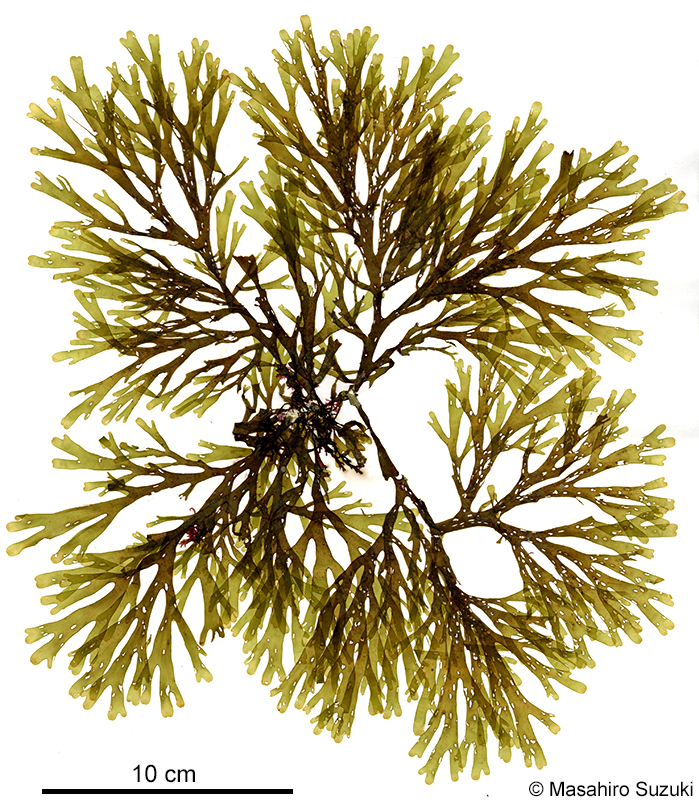 フクリンアミジ Rugulopteryx okamurae