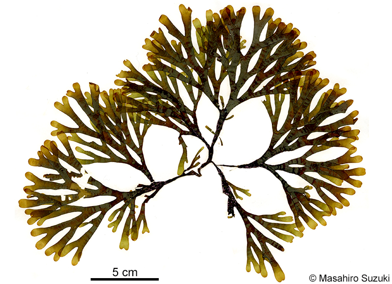フクリンアミジ Rugulopteryx okamurae