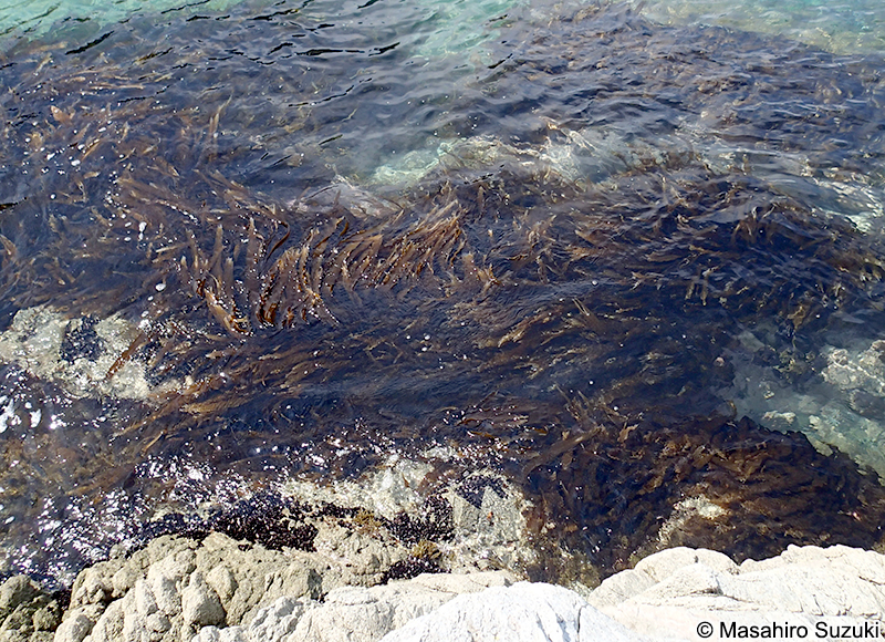 ミツイシコンブ？