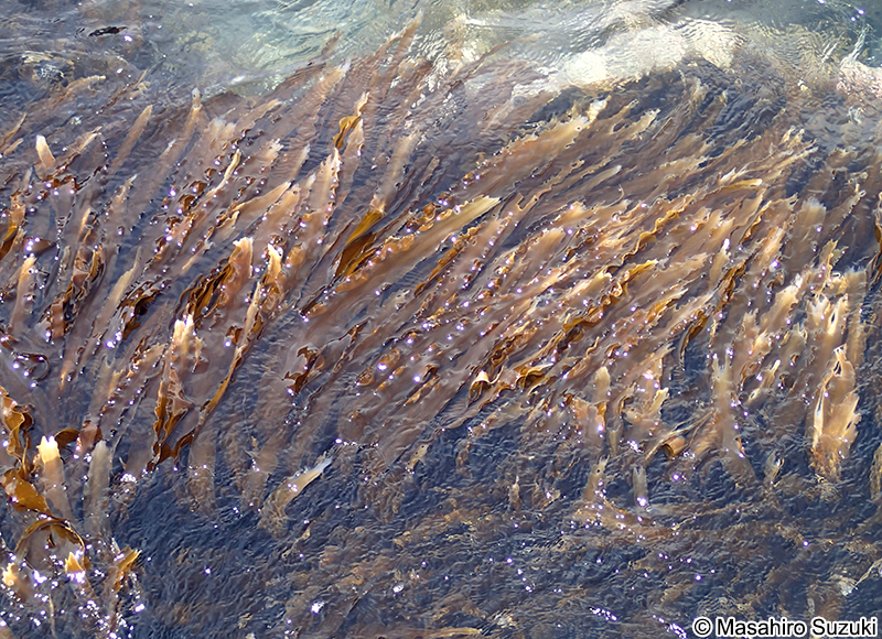 ミツイシコンブ？