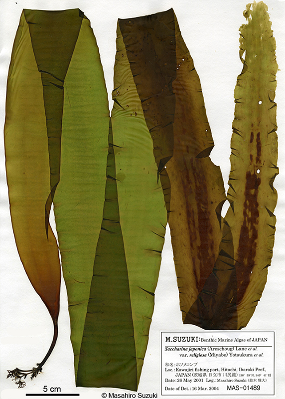 ホソメコンブ Saccharina japonica var. religiosa