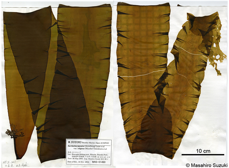 ホソメコンブ Saccharina japonica var. religiosa