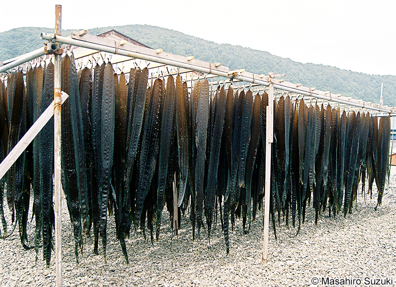 ガゴメコンブ Saccharina sculpela