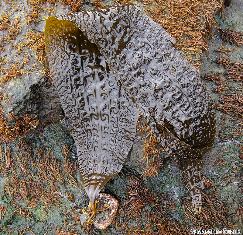ガゴメコンブ Saccharina sculpela