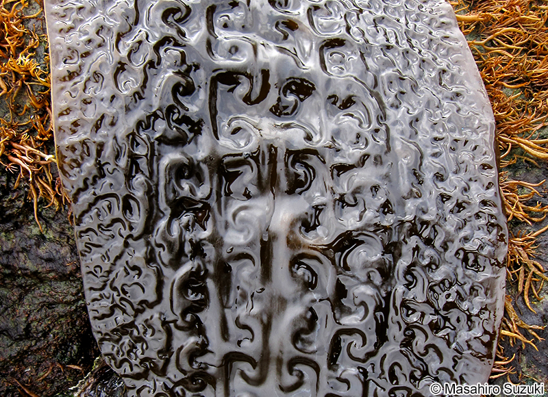 ガゴメコンブ Saccharina sculpela