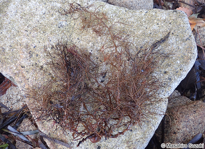 アキヨレモク Sargassum autumnale