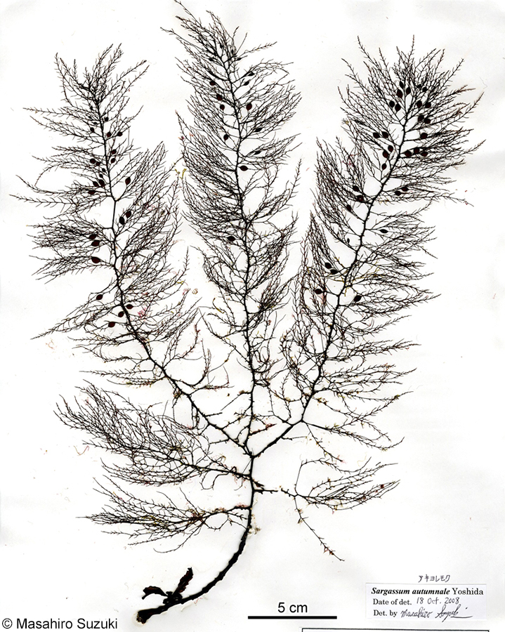 アキヨレモク Sargassum autumnale