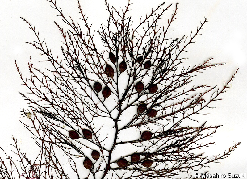 アキヨレモクの体上部の葉と気胞