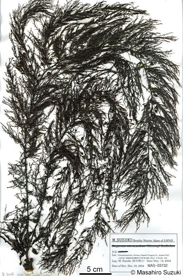 アキヨレモク Sargassum autumnale