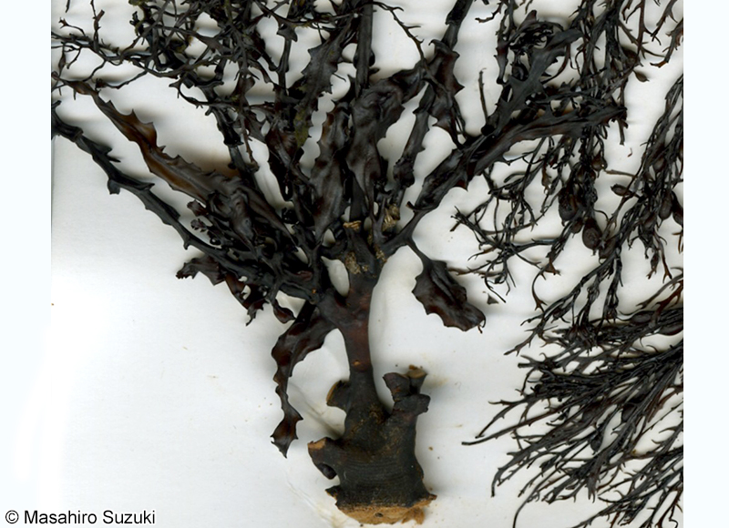 アキヨレモクの付着器と体下部の葉