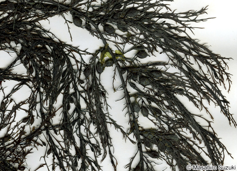 アキヨレモクの葉と気胞
